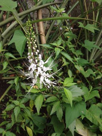 White exotic flowerの素材