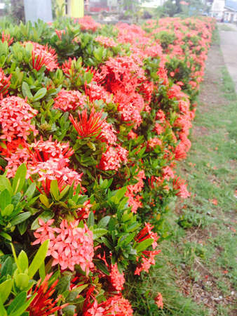 Beautiful Pink Flower Bushの素材