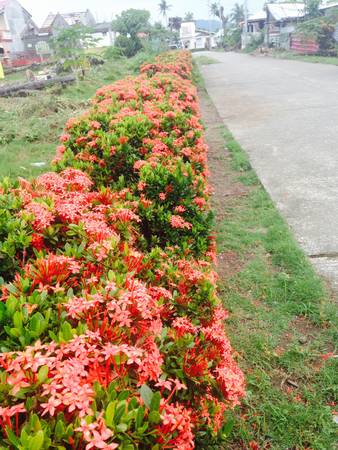 Lined Pink Bushesの素材