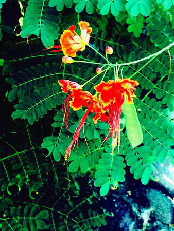 Pretty red-orange flowerの素材