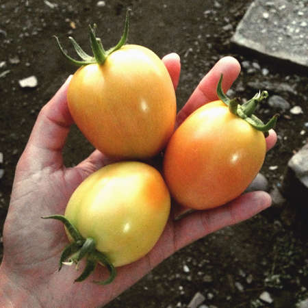 Freshly harvested tomatoesの素材