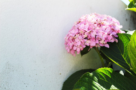 Summer Garden Flower