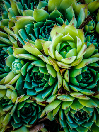 Green plant macro