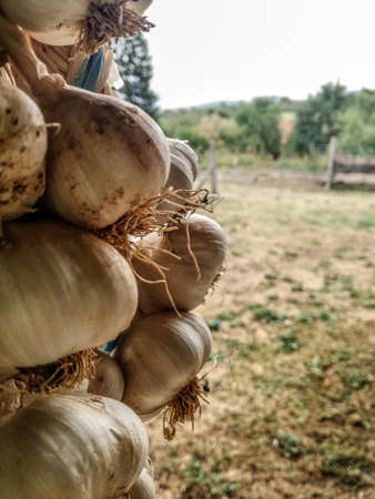 Onion head close up shotsの写真素材