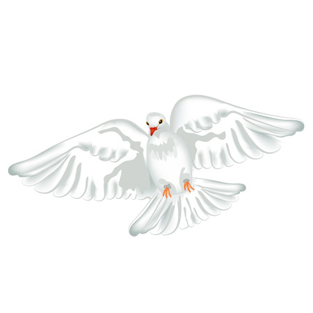 White pigeon flyingのイラスト素材