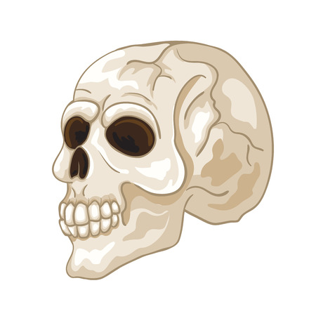 Illustration of a human skullのイラスト素材