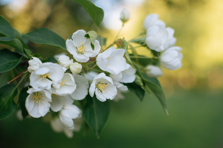 Blooming white apple tree on a sunny day. On a branch and a background of green foliage