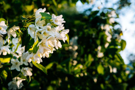 Blooming white apple tree on a sunny day. On a branch and a background of blue sky.の写真素材