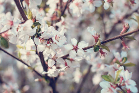 Spring background. Flowering and awakening. Blooming cherry spring background closeupの写真素材