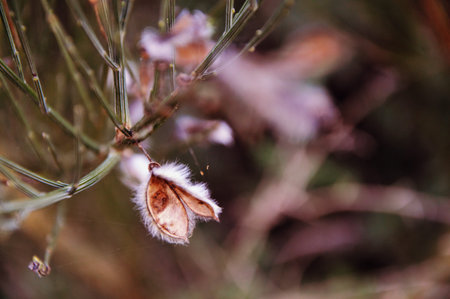 Genista monspessulanaの写真素材