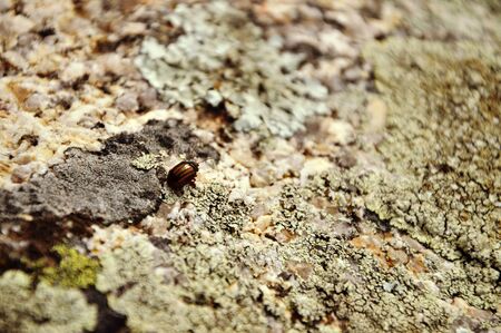 insect in rockの写真素材