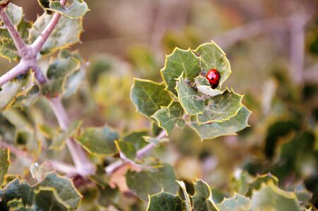 Ladybug in bushの写真素材