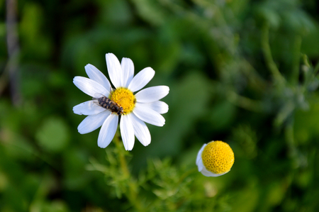white daisy flower and insectの写真素材