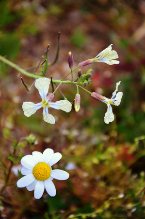 Raphanus raphanistrum and daisy flowerの写真素材