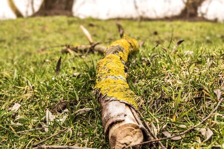 Moss growing on a cut tree branchの写真素材