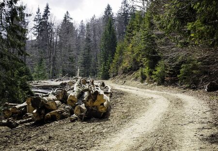 Pile of cut down tree trunks by the side of the road in the forest.の写真素材