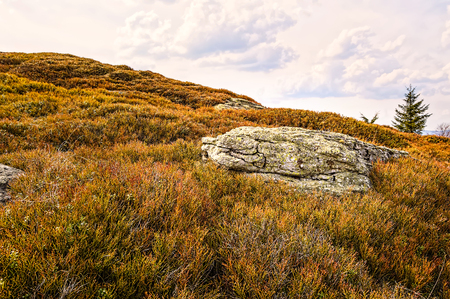 Large rock covered with moss on a juniper field in spring.の写真素材