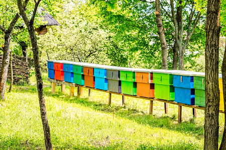 Row of colorful wooden beehives with trees in the background.
