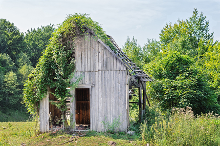Abandoned wooden house in the forest half covered in ivy vines.の写真素材