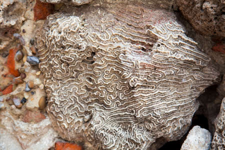 Coral and stone at the Wall of Cartagena de Indiasの写真素材