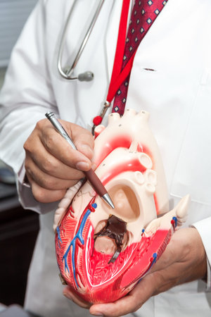Doctor showing a model of a heart