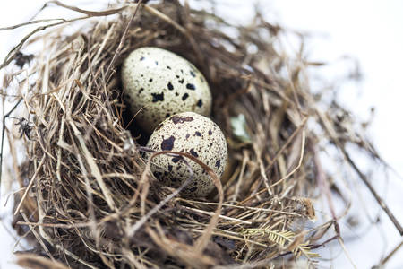 Real bird nest with eggs isolated on white backgroundの写真素材