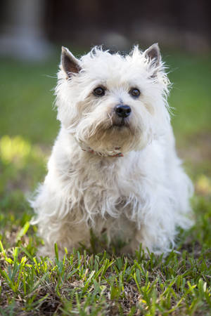 Cairn Terrier posing outdoorsの写真素材