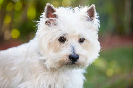 Cairn Terrier posing outdoorsの写真素材
