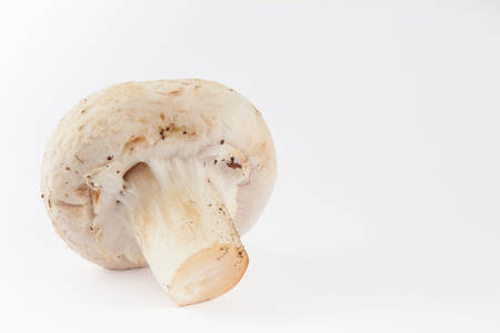 Freshly harvested mushroom (Agaricus bisporus) isolated in white backgroundの写真素材