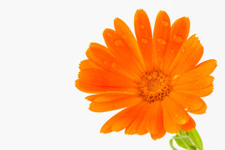 Orange pot marigold flower isolated in white backgroundの写真素材