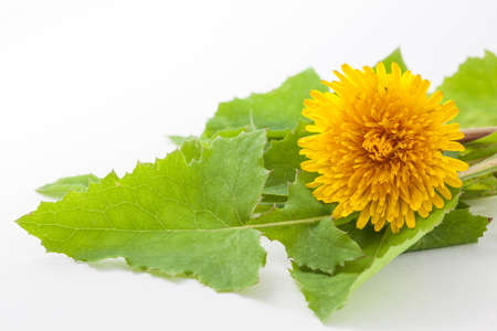 Common dandelion (Taraxacum officinale) on white backgroundの写真素材