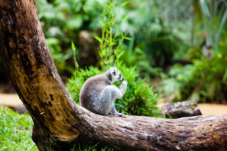 Ring-tailed lemur (Lemur catta) in captivityの写真素材