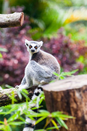 Ring-tailed lemur (Lemur catta) in captivityの写真素材