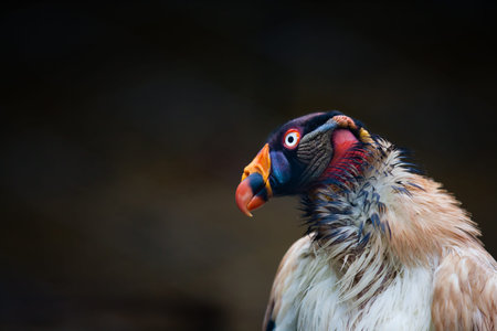Close up of the king vulture (Sarcoramphus papa)の写真素材