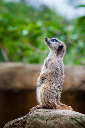 Meerkat (Suricata suricatta) sentryの写真素材
