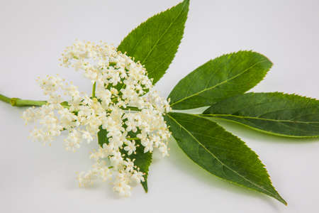 Inflorescence and leaves of elderflower (Sambucus nigra) on white backgroundの写真素材