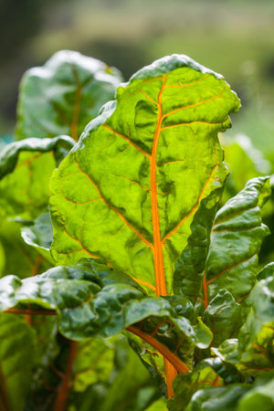 Orange stem chard (Beta vulgaris subsp. Vulgaris) at organic cultivation fieldの写真素材