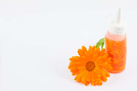 Homemede orange pot marigold (Calendula officinalis) flower oilの写真素材