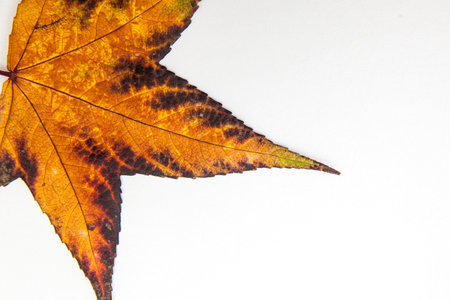Autumn colored Liquidambar styraci?ua leaf on white background