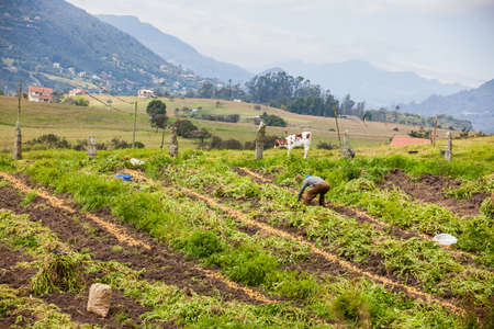 Workers harvesting yellow potato (Solanum phureja)の写真素材