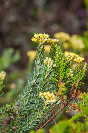 Typical vegetation of the paramo areas in Colombia