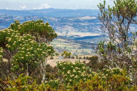 Typical vegetation of the paramo areas in Colombiaの写真素材