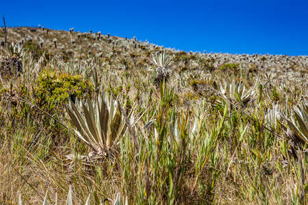 Typical vegetation of the paramo areas in Colombiaの写真素材
