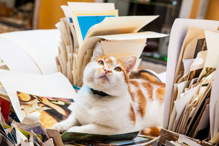 Beautiful cat at the entrance of a library in Veniceの写真素材