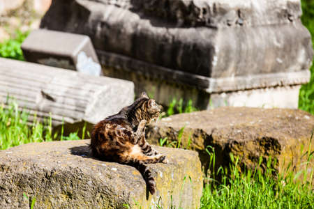 Stray cats sunbathing on top of the ruins of Roman columns at the Piazza Vittorio Emanuele II in Romeの写真素材