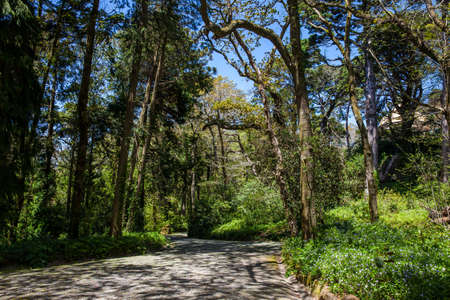 Gardens of Pena Park at the municipality of Sintraの写真素材