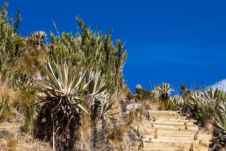 Beautiful landscape of Colombian Andean mountains showing paramo type vegetation in the department...