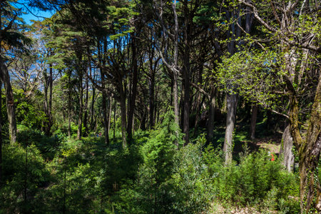 Gardens of Pena Park at the municipality of Sintra