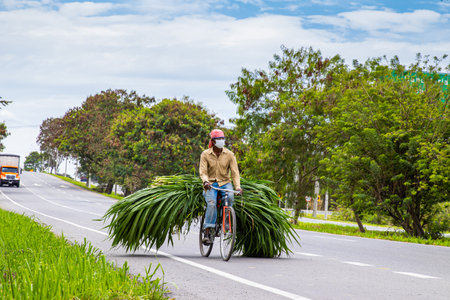 EL CERRITO, COLOMBIA - OCTOBER, 2020: Man carrying green fodder on his bicycle on the road to El Cerrito in the Valle del Cauca region in Colombiaのeditorial素材