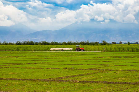 Rice and sugar cane crops at Valle del Cauca in Colombiaの写真素材